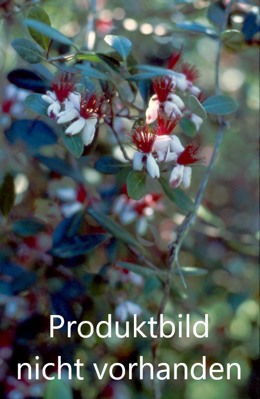 Trockenfrüchte Mischung Wildfeige, Maulbeere & Co, 200g-0
